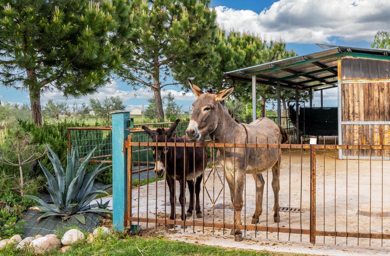 Relais Ca' Maddalena Villa Villafranca di Verona Kültér fotó
